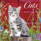 Cats Kalender 2021 (formaat 30x30)