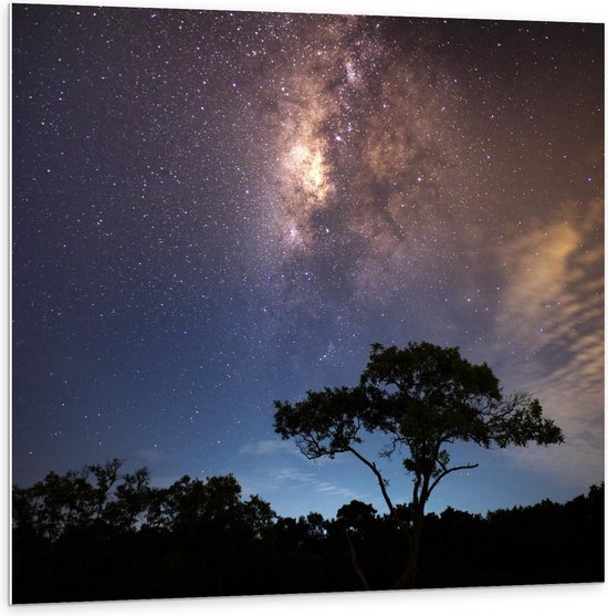 Forex - Silhouet Bomen met een Sterrenhemel - 100x100cm Foto op Forex