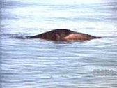 The Solved Case of the Real Lake Erie Monster