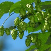 6 x Humulus Lupulus 'Magnum' - Hop Pot 9x9 cm - Snelgroeiende Klimplant