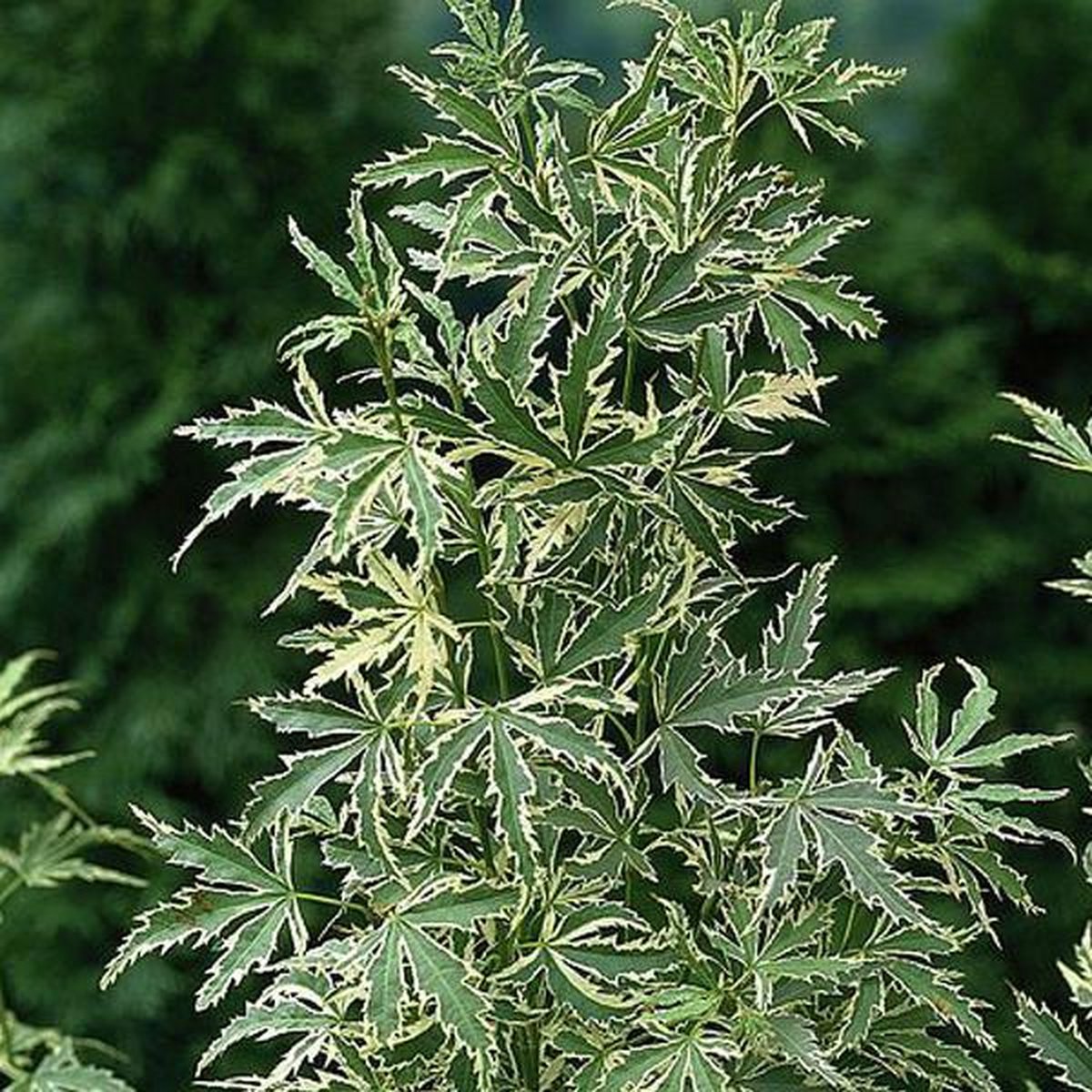 Acer Palmatum 'Butterfly' - Japanse esdoorn 40-60 cm pot