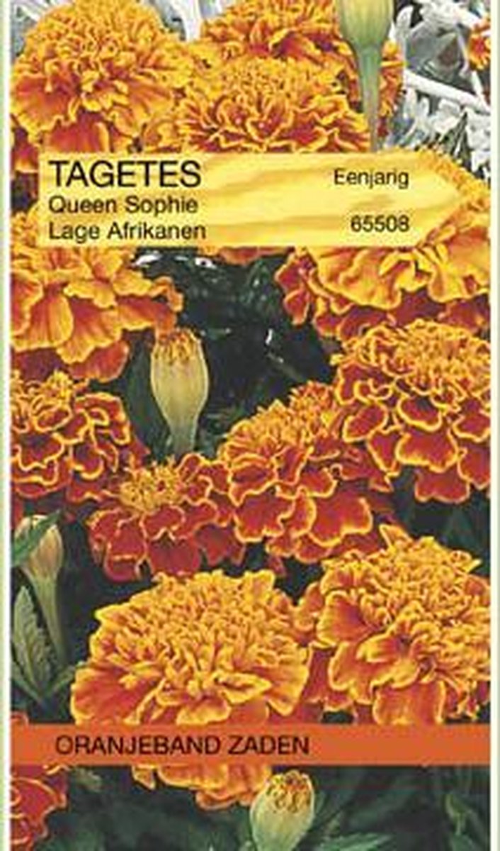 Oranjebandzaden - Tagetes, Afrikaan Bolero (vh Queen Sophia)