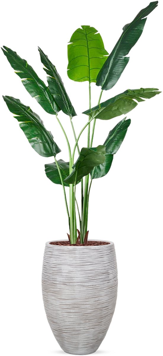 HTT Decorations Kunstplant Strelitzia in Vaas elegant Rib ivoor H210 cm