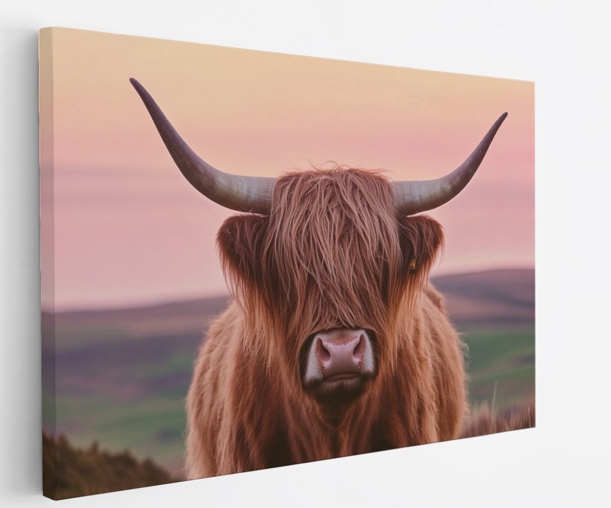Saammp Canvas Schilderij - Schotse Hooglander Koe - Zonsondergang - Dieren - Natuur - 70x50 - Foto op canvas - Wanddecoratie - muurdecoratie Woonkamer - Slaapkamer decoratie - Canvas Print Multicolor