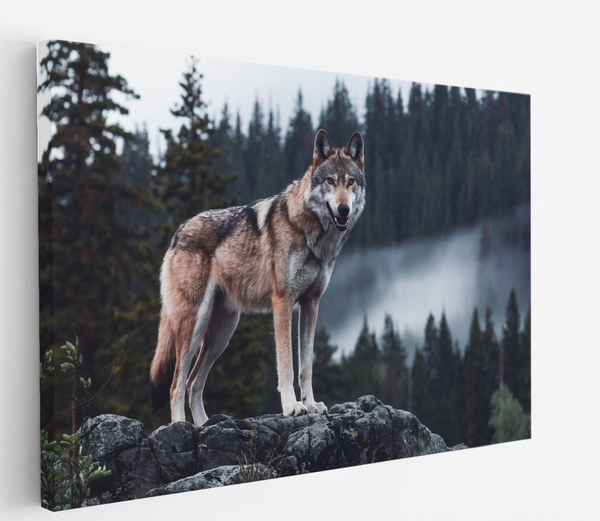 Saammp Canvas Schilderij - Wolf op een rots - Dieren - Natuur - 60x40 - Foto op canvas - Wanddecoratie - muurdecoratie Woonkamer - Slaapkamer decoratie - Canvas Print Multicolor