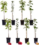 Vigne à Raisin - Set De 3 - Vitis Vinifera 'Pinot Gris' - Hauteur 25 40cm 9cm 684c2b717bff54a33cc4d547