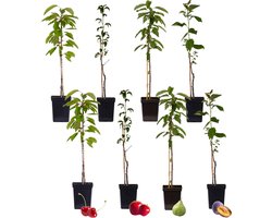 Plant in a Box - Mix van 8 zuilvormige fruitbomen - Prunus - Pyrus - Malus - Pot 9cm - Hoogte 60-70cm