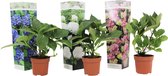 Plant in a Box - Mix van 3 Hydrangea macroph. - Hortensia mix - pot 9cm - Hoogte 25-40cm