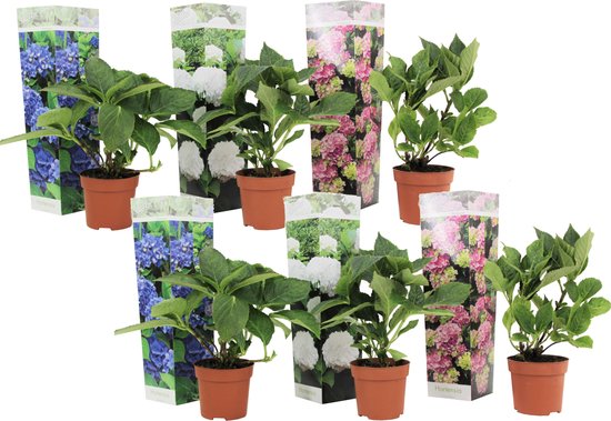 Plantez dans une boîte - Mix d'hortensias - Mix de 6 Hortensias - Hydrangea macrophylla 'Early Blue', 'Early Pink', 'Wudu' - Un accroche-regard pour le jardin ! - Pot 10.5cm - Hauteur 25-40cm
