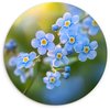 Bloemetjes, Blauw