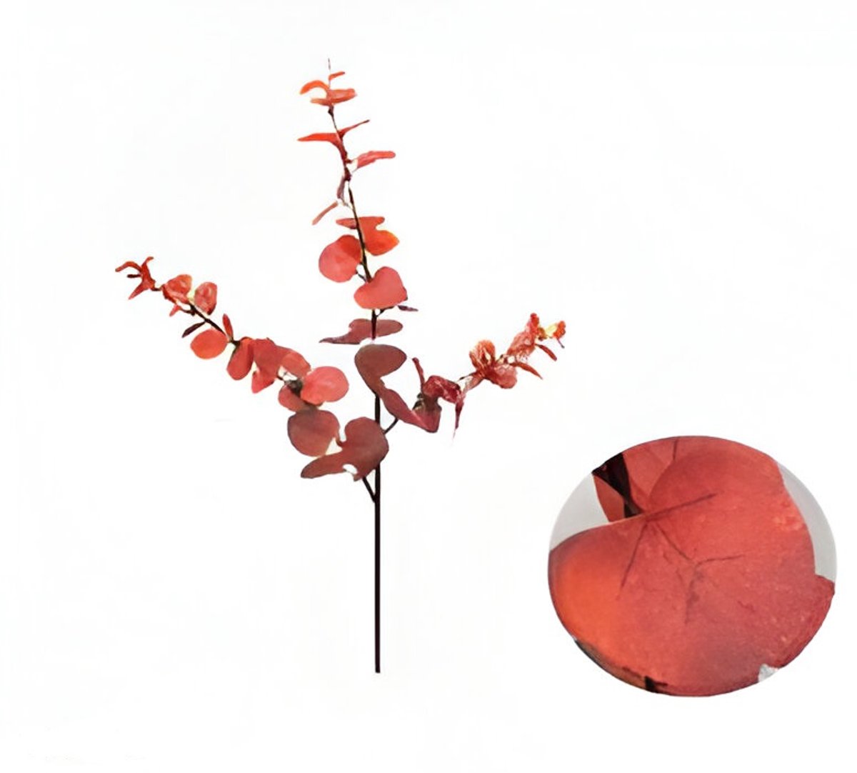 Buitengewoon de boet - Money leaf tak bruin rood 104 cm
