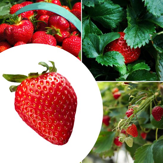 20x Aardbeien planten Mara des Bois - Fragaria