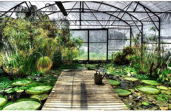 Intérieur d'une serre avec un chemin en bois, des nénuphars et une végétation luxuriante.