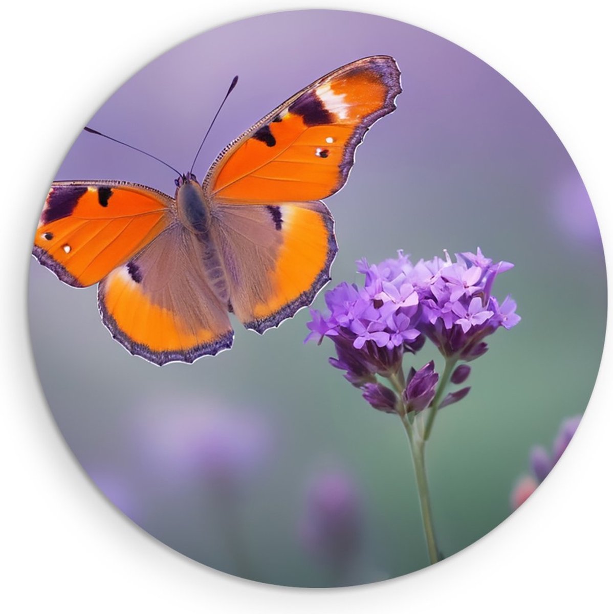 Saammp Forex Muurcirkel -Vlinder op paarse bloem - Dieren - Natuur - Ø 40 - Wandcirkel - Wanddecoratie Cirkel - muurdecoratie Woonkamer - Slaapkamer decoratie - Rond Schilderij