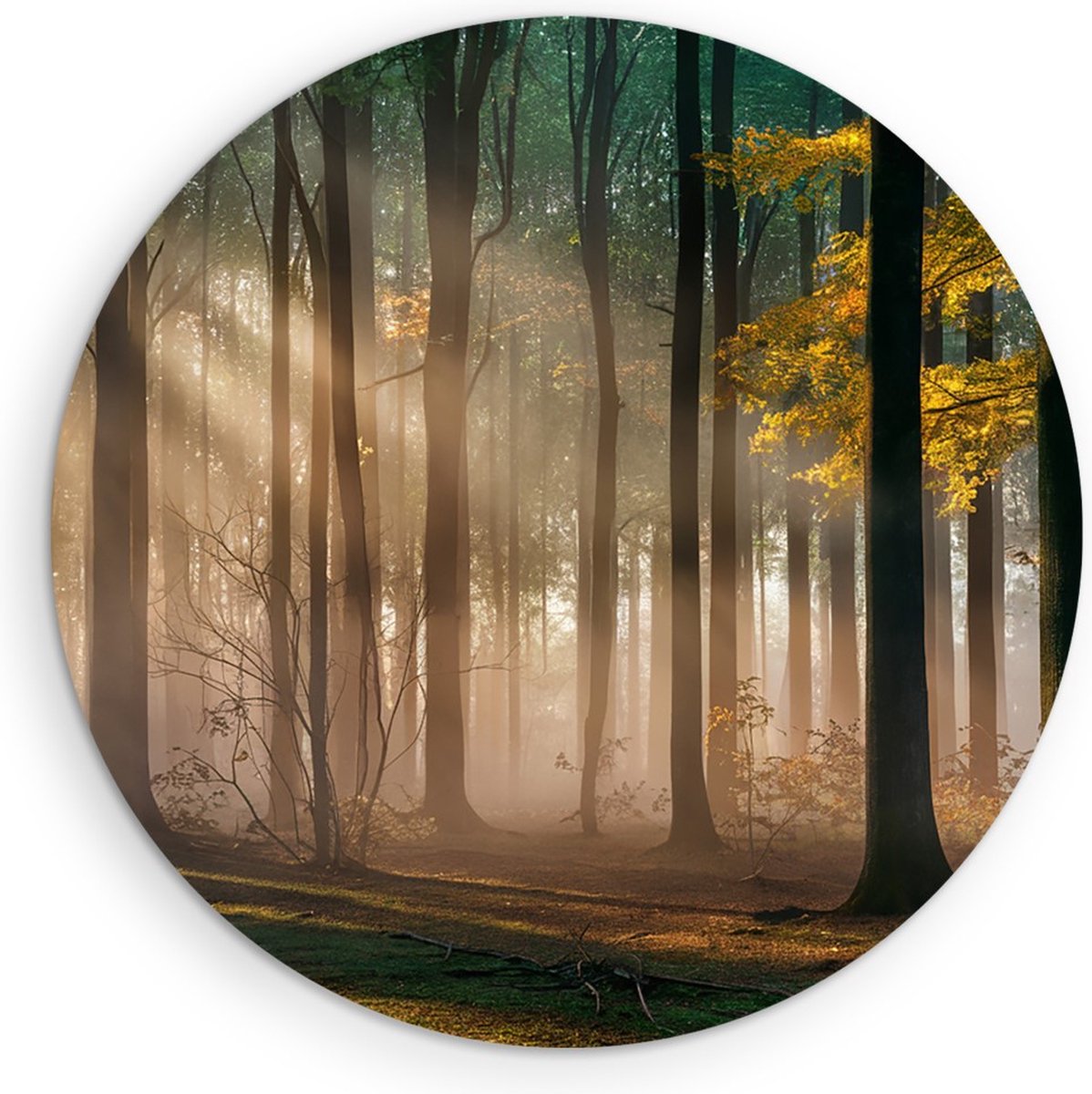Saammp Forex Muurcirkel - Bos met zonneschijn- Landschap - Bloemen - Natuur - Ø 50 - Wandcirkel - Wanddecoratie Cirkel - Muurdecoratie Woonkamer - Slaapkamer decoratie - Rond Schilderij