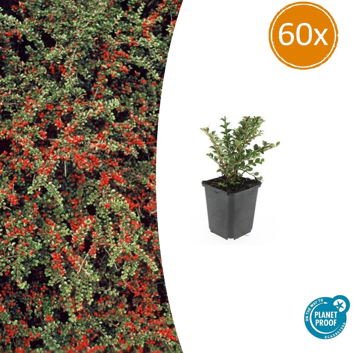 Tuinplantenshop.com | Cotoneaster horizontalis | 60 stuks - Ø9cm - 10-25cm hoog - Tuinplant