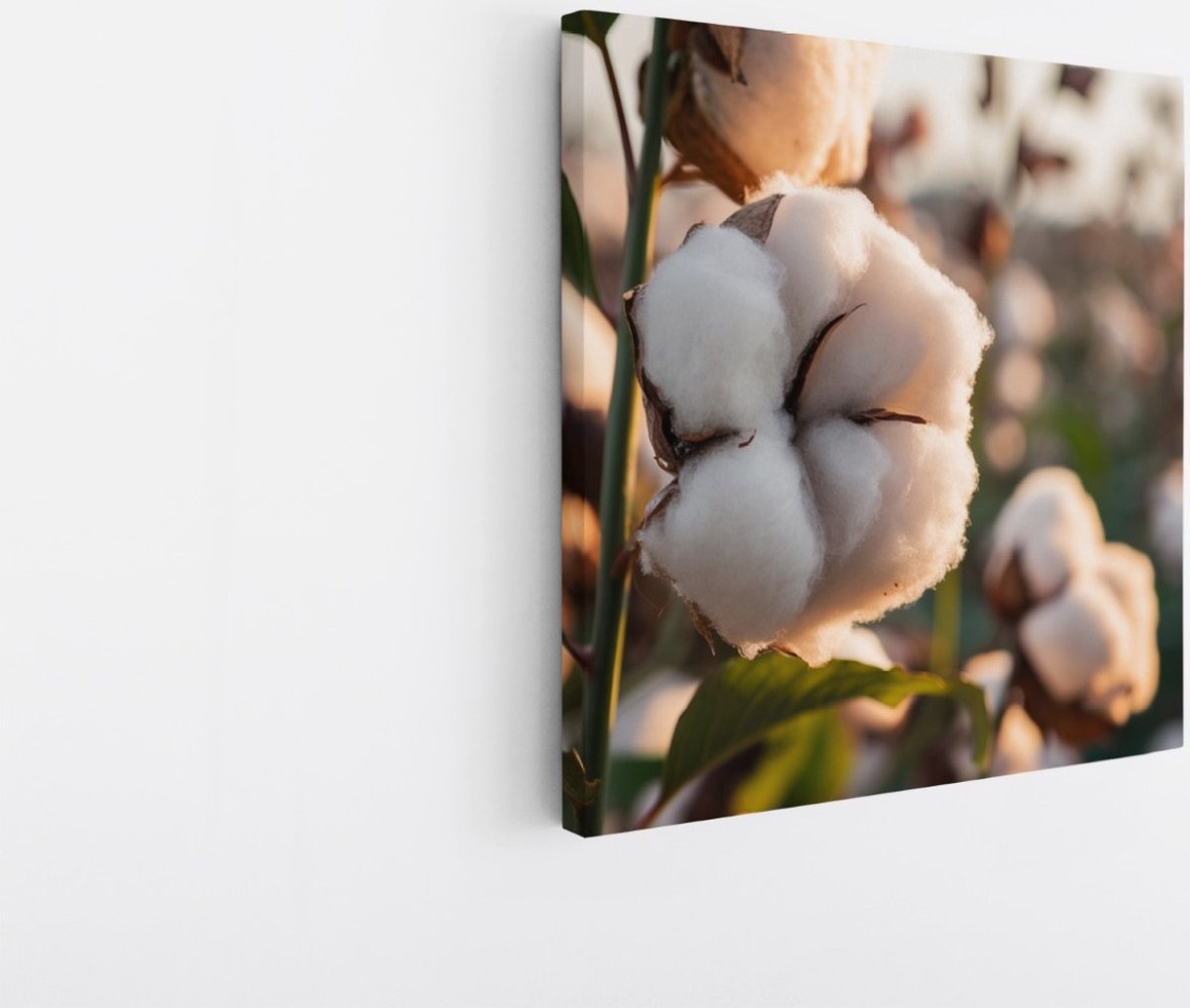 Saammp Canvas Schilderij - Katoenplanten in het zonlicht - Natuur - Bloemen - 100x100 - Foto op canvas - Wanddecoratie - Muurdecoratie Woonkamer - Kantoor Decoratie Multicolor