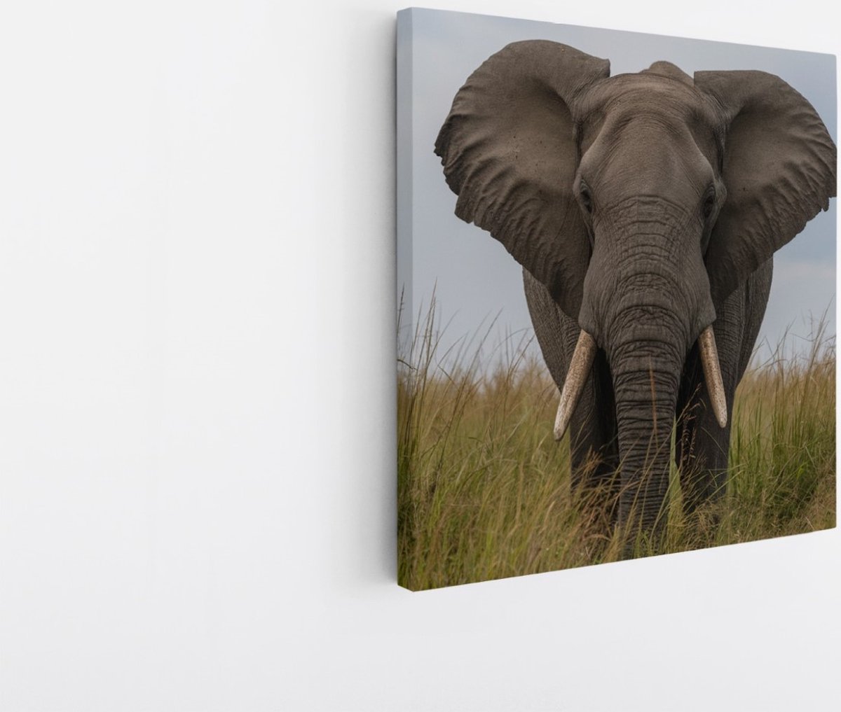 Saammp Canvas Schilderij - olifant in het gras - Afrika - Dieren - 30x30 - Foto op canvas - Wanddecoratie - muurdecoratie Woonkamer - Slaapkamer decoratie - Canvas Print Multicolor