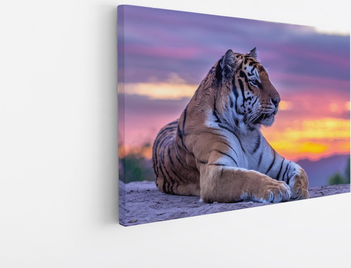 Saammp Canvas Schilderij - Tijger op steen tijdens zonsondergang - Natuur - Dieren - 50x40 - Foto op canvas - Wanddecoratie - muurdecoratie Woonkamer - Slaapkamer decoratie - Canvas Print Multicolor