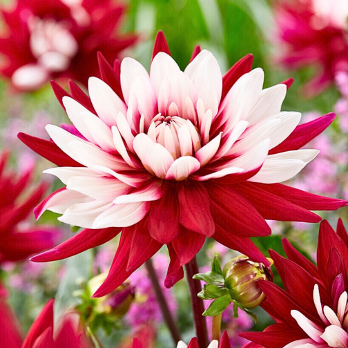 Tuindahlia (Dahlia Hortensis) - Dahlia Rebecca's World - Bijen-Vlinders - Snijbloemen - Zomerbollen