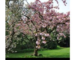 2 x Prunus serr. 'Kanzan' - Japanse Sierkers, Japanse Kerselaar 60- 80 cm in pot
