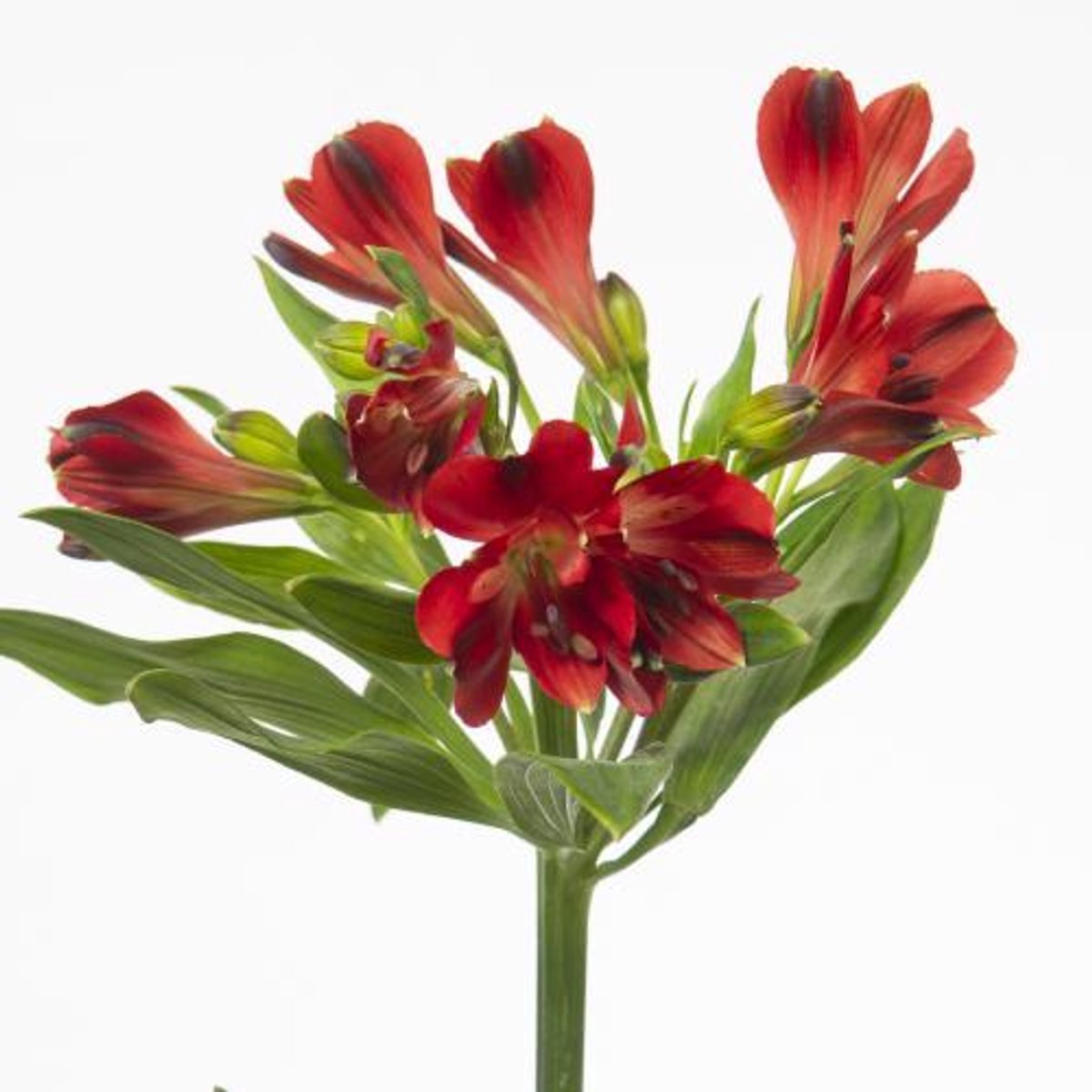10x Alstroemeria rumba 70cm