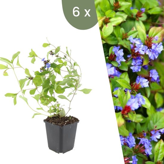 Twee afbeeldingen van een jonge loodkruid plant en een close-up van de paarse bloemen en bladeren.