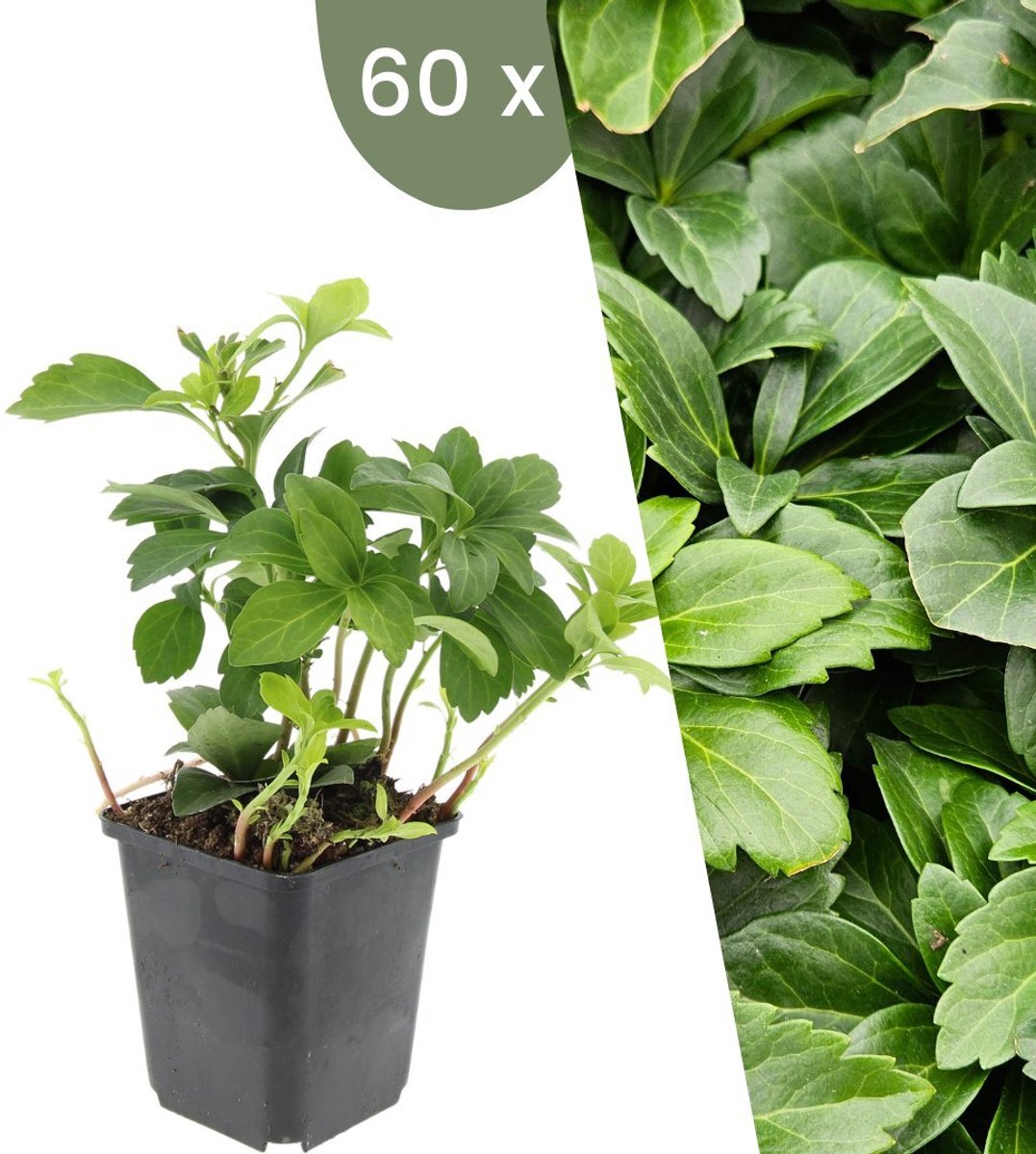 Plants by Frank | 60 Dikkemanskruid planten | Pachysandra terminalis | Winterharde bodembedekker planten | tuinplanten | Winterharde vaste planten meerjarig | Winterharde tuinplanten