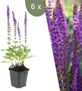 Lavendel in je tuin: alles wat je moet weten over deze plant - Tuin Simpel