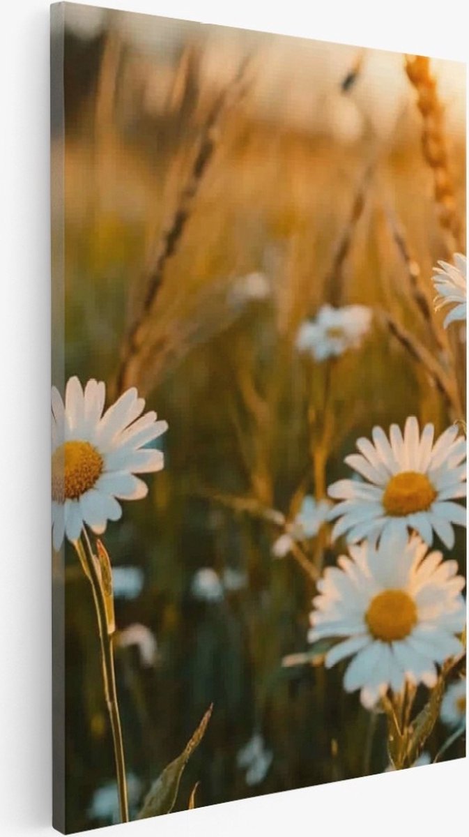 Saammp Canvas Schilderij - Natuur - Madelief - landschap - 40x50 - Foto op canvas - Wanddecoratie - Muurdecoratie Woonkamer - Slaapkamer decoratie - Canvas Print Multicolor