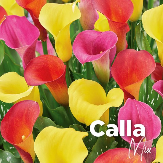 Bulbi Fiori 15 Bulbi Narciso Mix Colorati | Fiori Primaverili Da