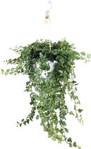 Hedera Helix Wonder' - Klimop - Incl. witte hangpot - ↑ 80-85cm - Ø 24cm