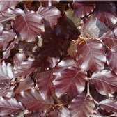 10 x Rode Beukenhaag  hoogte 40-60cm - Fagus sylvatica Atropunicea
