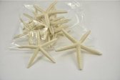 Schelpen - Finger Starfish 10-15cm Bleached 10pcs