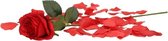 Valentijnscadeau rode roos 45 cm met rozenblaadjes