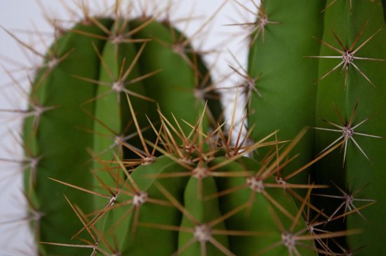Cactus van Botanicly – Kaktus Kandelaar – Hoogte: 50 cm – Isolatocereus Dumortieri