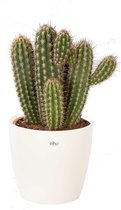Cactus van Botanicly – Pilosocereus Gounelii incl. crème kleurig bloempot als set – Hoogte: 50 cm  – Pilosocereus Gounelii