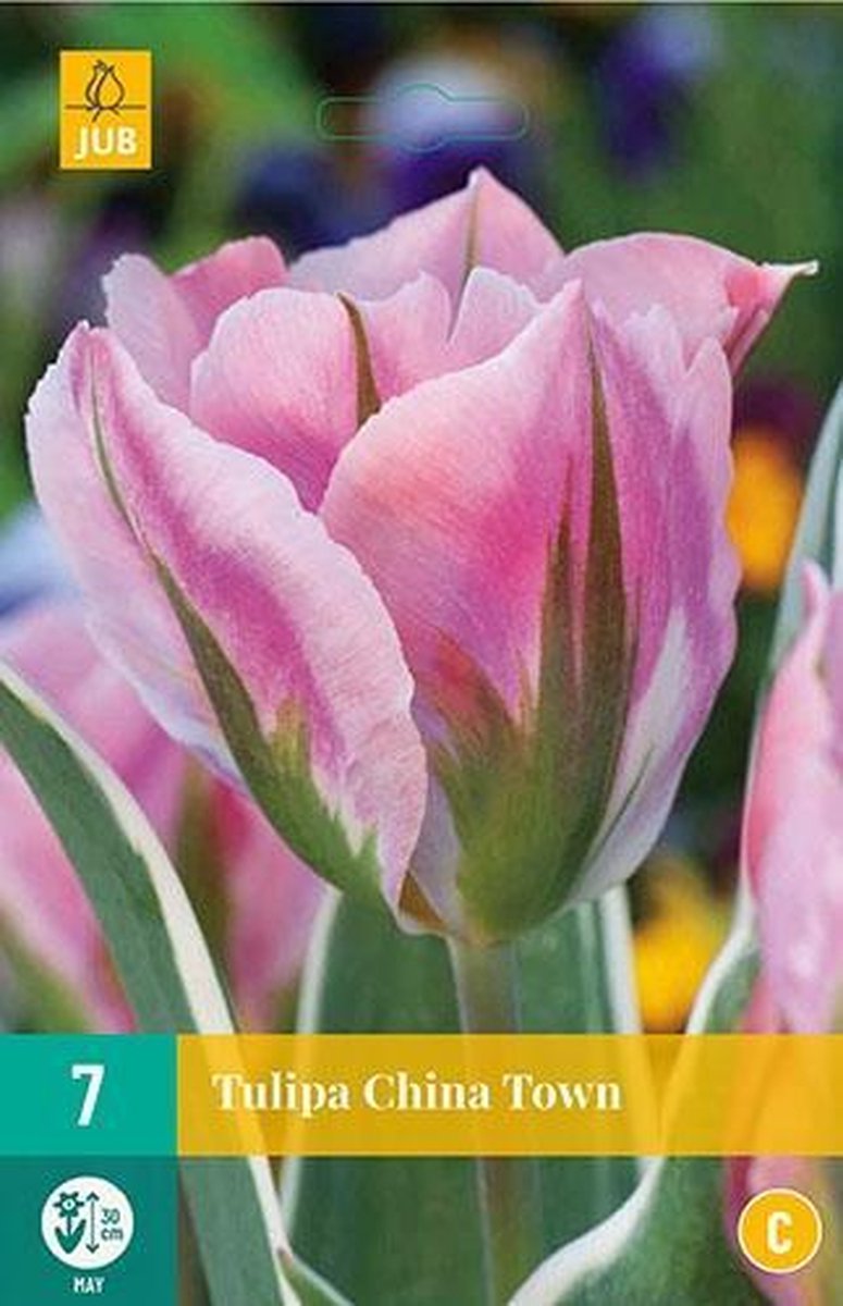 X 7 Tulipa China Town