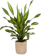 Kamerplant van Botanicly – Drakenboom met een jutezak als set – Hoogte: 90 cm – Dracaena Burley