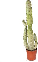 Cactus van Botanicly – Cowboycactus – Hoogte: 90 cm – Euphorbia Eritrea variegata