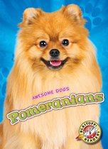 Awesome Dogs - Pomeranians