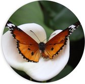 Forex Wandcirkel - Bruine Vlinder op Witte Bloem - 90x90cm Foto op Wandcirkel (met ophangsysteem)