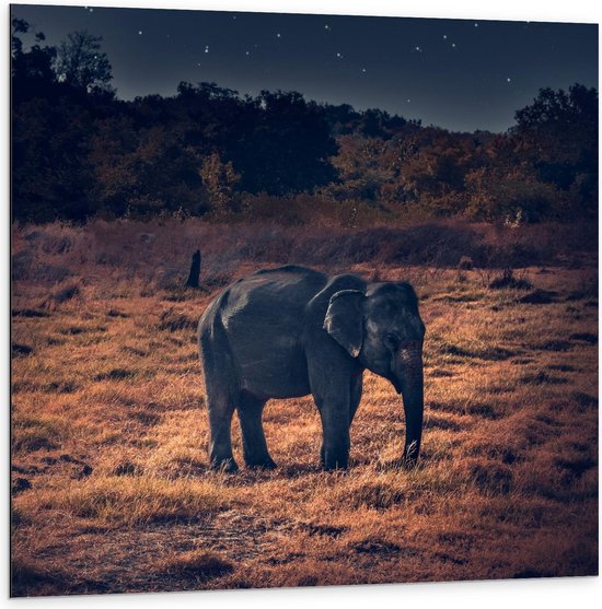 Dibond - Olifant in Natuur onder Sterren - 100x100cm Foto op Aluminium (Wanddecoratie van metaal)