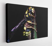 A wasp is any insect of the order Hymenoptera and suborder Apocrita that is neither a bee nor an ant  - Modern Art Canvas - Horizontal - 789495103 - 40*30 Horizontal