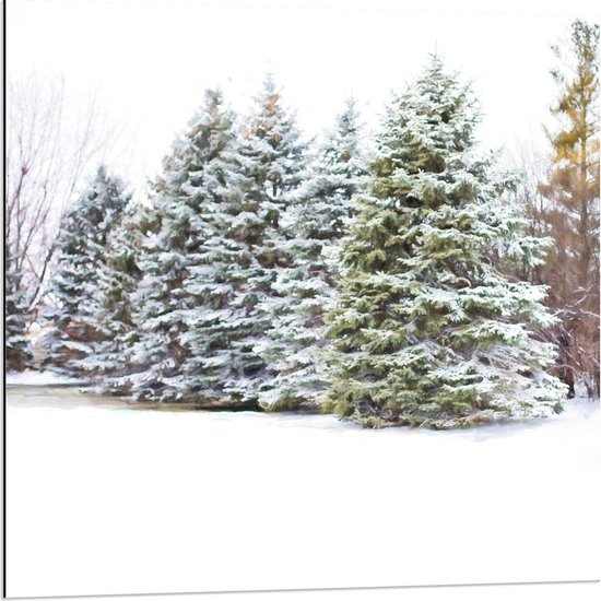 Dibond - Grote Dennenbomen met Sneeuw - 80x80cm Foto op Aluminium (Met Ophangsysteem)