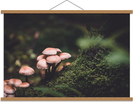 Schoolplaat – Paddenstoelen op Takken - 90x60cm Foto op Textielposter (Wanddecoratie op Schoolplaat)