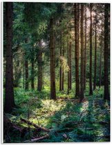 Forex - Bomen in het Bos - 30x40cm Foto op Forex