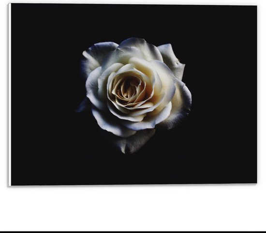 Forex - Witte Roos op Zwarte Achtergrond  - 40x30cm Foto op Forex