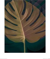 Poster - Dark Tropics Iii Ian Winstanley - 50 X 40 Cm - Multicolor