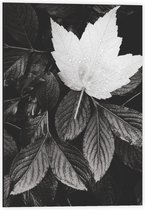 Dibond - Donkere Bladeren met één Wit Blad - 40x60cm Foto op Aluminium (Met Ophangsysteem)